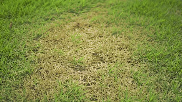 Patch of brown grass surrounded by healthy green lawn  