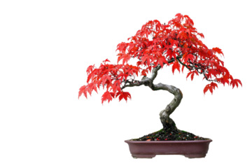 A vibrant red Japanese maple bonsai tree, showcasing its autumnal beauty in a terracotta pot background removed