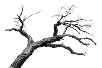 A grayscale image of a gnarled, leafless tree branch, isolated against a transparent background background removed