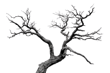 A gnarled, leafless tree stands stark against a muted transparent background, its branches reaching in various directions background removed