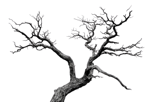 A gnarled, leafless tree stands stark against a muted transparent background, its branches reaching in various directions background removed