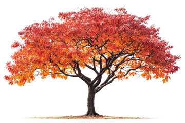 A majestic tree adorned with vibrant autumn foliage, showcasing a spectrum of warm orange and red hues background removed