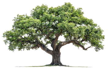 A majestic, old oak tree with lush green foliage and thick, gnarled branches background removed