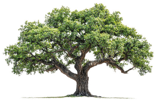 A majestic, old oak tree with lush green foliage and thick, gnarled branches background removed