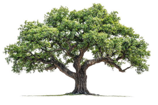 A majestic, old oak tree with lush green foliage and thick, gnarled branches background removed