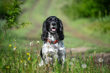 A beautiful, polite spaniel dog sits on the edge of a field among white dandelions and looks...