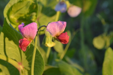 pea fower in the garden