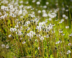 Fototapeta premium A field of dandelions is in full bloom