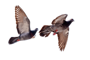 Obraz premium Two pigeons flying in the sky, one of them is eating