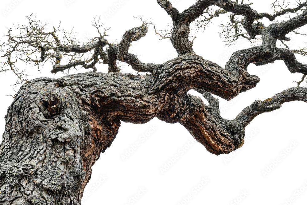 Poster ancient gnarled tree branches reaching skyward, showcasing intricate texture and age background remo