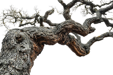 Ancient gnarled tree branches reaching skyward, showcasing intricate texture and age background removed