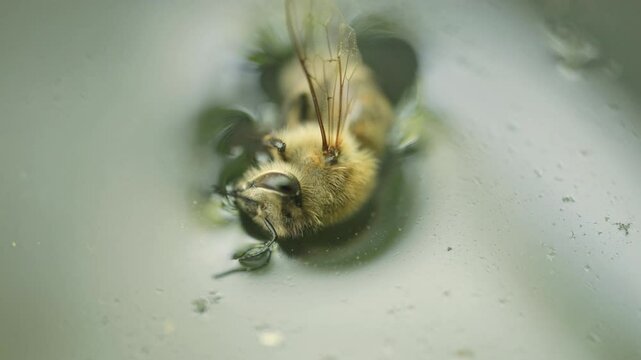 Dead honey bee floating on water