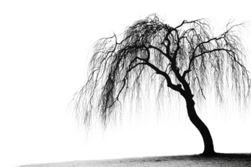 Weeping willow tree silhouette, black and white, elegant, nature background removed