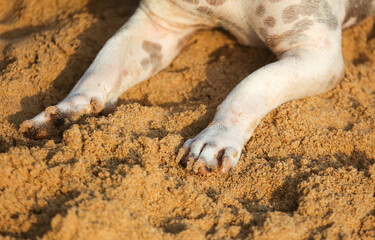A dog is laying on the sand with its paws in the sand