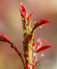 Aphids on a plant stem in nature