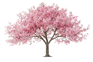 A full bloom pink cherry blossom tree isolated on a transparent background background removed