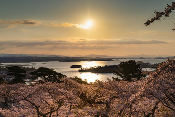 桜の松島西行戻しの松公園からの朝焼けの日本三景松島