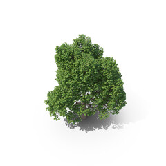 Obraz premium Top View Tree PNG