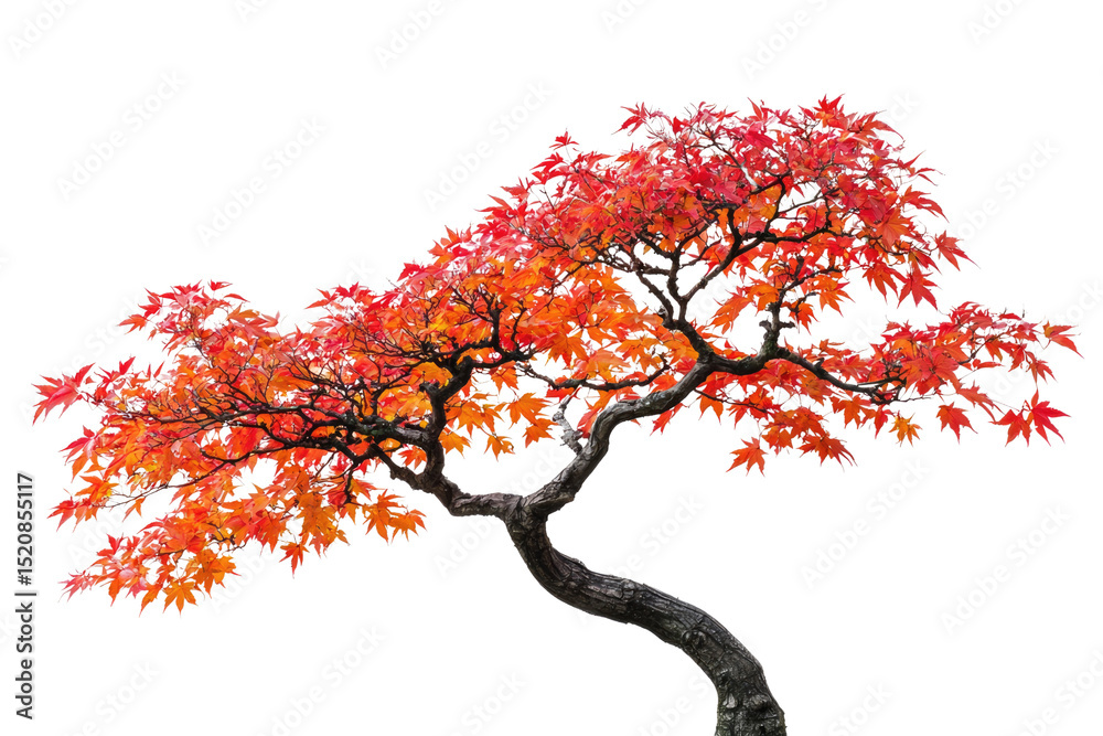 Poster autumnal bonsai tree with vibrant red and orange leaves, isolated on a transparent background backgr
