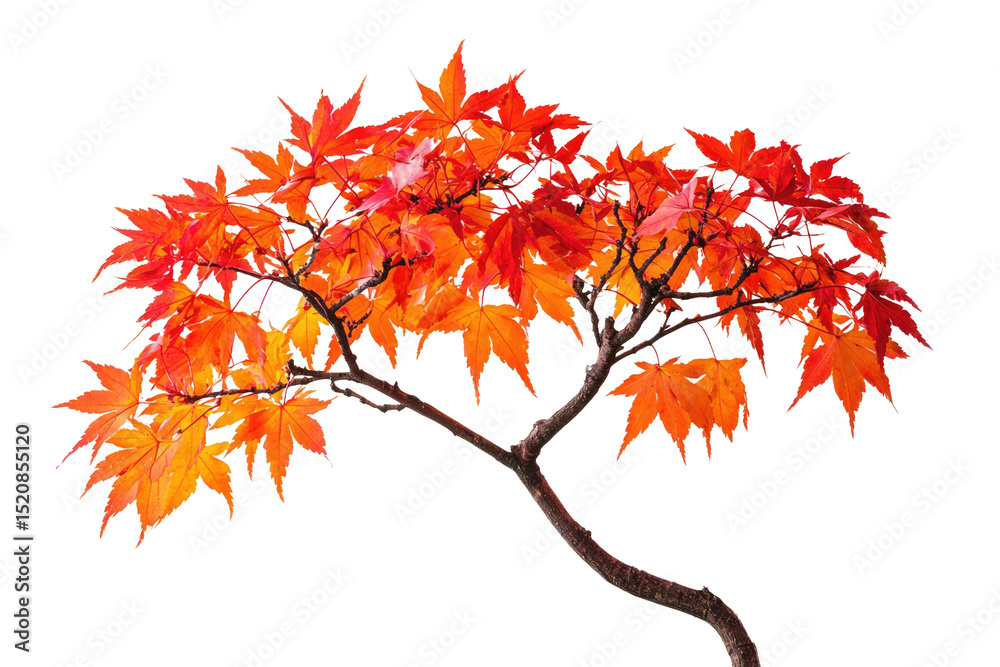 Poster vibrant orange and red maple leaves branch, isolated on a transparent background background removed