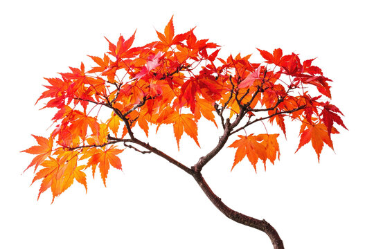 Vibrant orange and red maple leaves branch, isolated on a transparent background background removed - Powered by Adobe