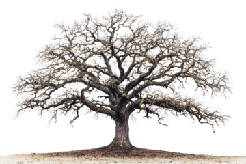 A majestic, leafless oak tree stands alone, its gnarled branches reaching towards the sky background removed