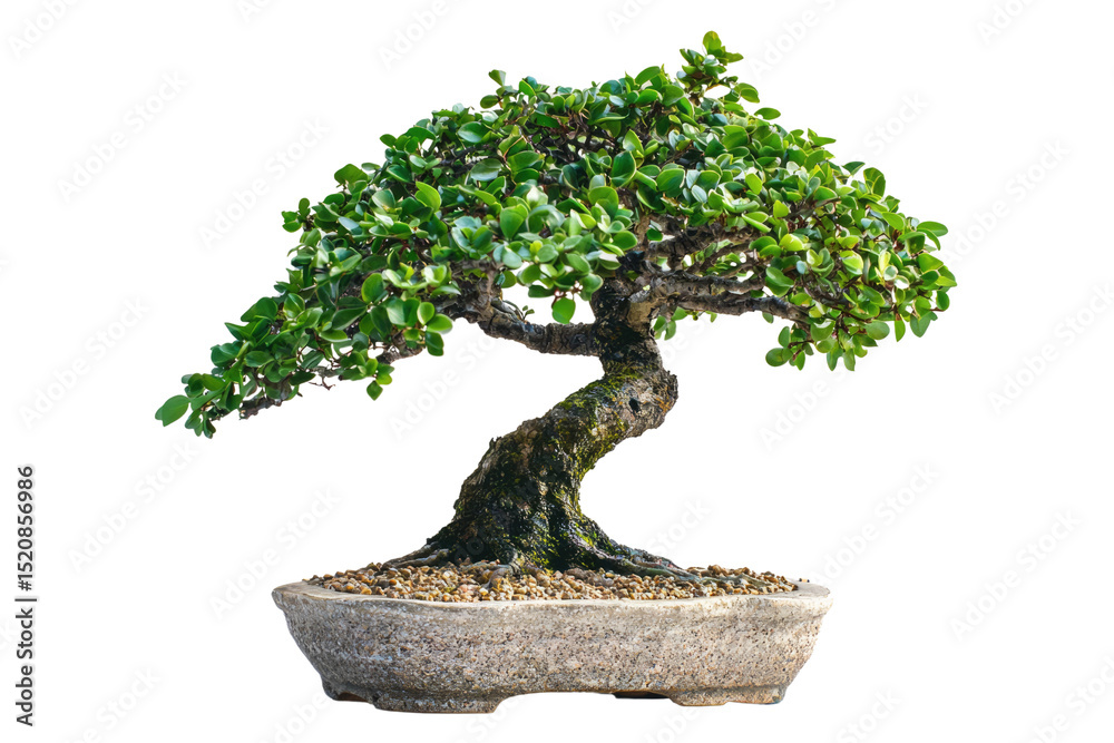 Poster a meticulously crafted bonsai tree, showcasing its intricate branches and lush foliage in a stone po