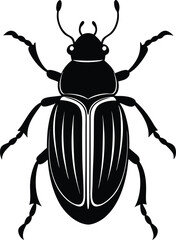 black beetle isolated on white background