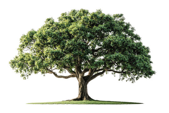 A majestic, large green tree with thick branches and lush foliage stands tall on a small patch of grass background removed