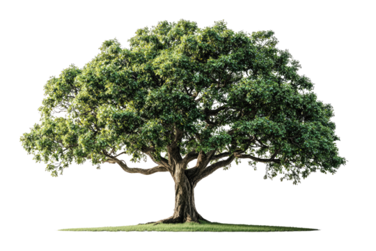 A majestic, large green tree with thick branches and lush foliage stands tall on a small patch of grass background removed
