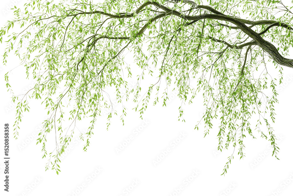 Poster weeping willow branch with fresh green leaves, isolated on a transparent background background remov