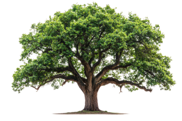 Majestic, ancient oak tree with sprawling branches and lush green foliage background removed