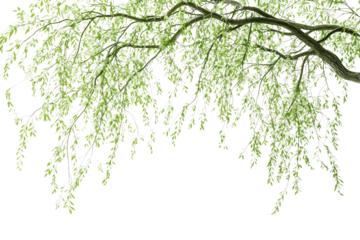 Weeping willow branch with fresh green leaves, isolated on a transparent background background removed