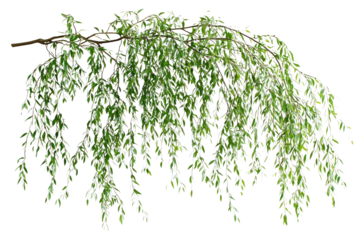 Weeping willow branch with lush, green leaves, isolated on a transparent background background removed
