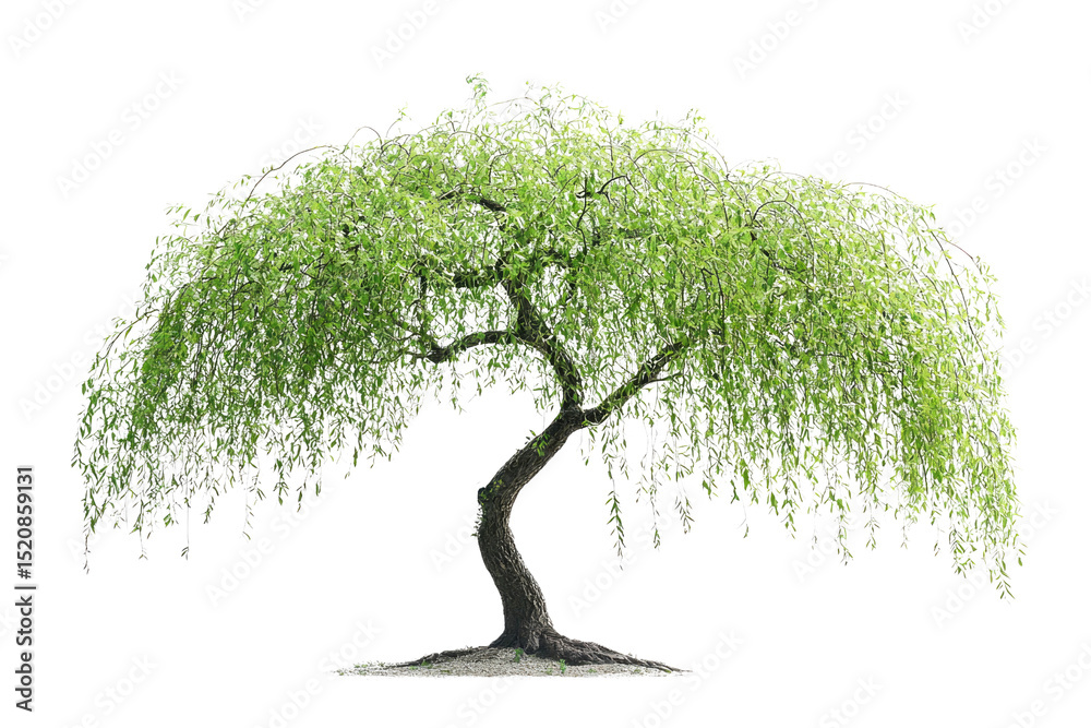 Poster a graceful weeping willow tree with vibrant green leaves, isolated on a transparent background backg