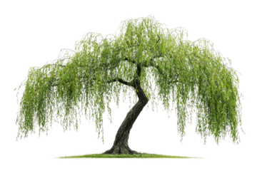 A majestic weeping willow tree with long, cascading branches and vibrant green leaves background removed