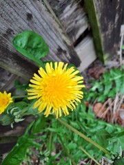 Dandelion