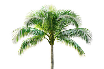 A vibrant, isolated coconut palm tree with lush green leaves against a solid background background removed