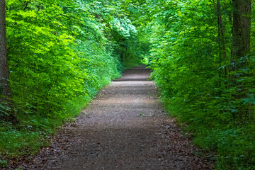 Obraz premium Straight forest trail lined with Acer and Fagus species