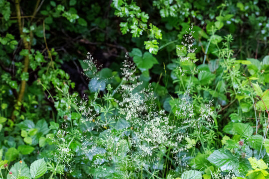 Delicate inflorescence of Deschampsia cespitosa in forest margin