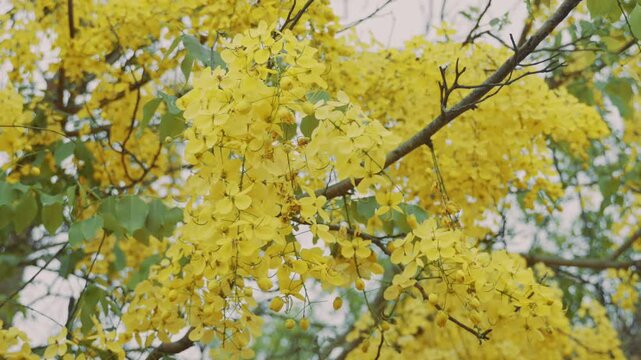 Yellow flowering Bahava tree in full bloom, branches moving slowly with the breeze.