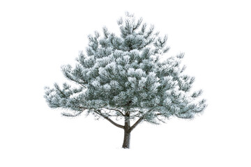 Fototapeta premium A snow-covered pine tree, isolated on a transparent background, showcasing winter's beauty background removed
