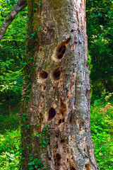 Tree trunk hollowed out by a woodpecker