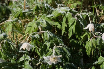 frozen flower in a morning frost