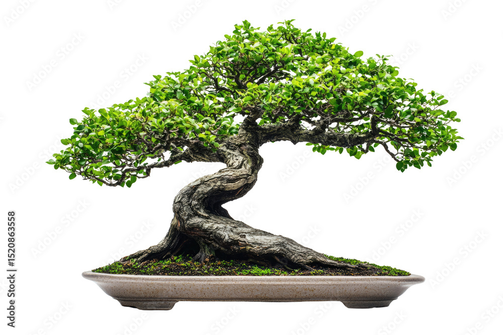 Poster a meticulously crafted bonsai tree, showcasing its intricate branches and vibrant green leaves in a 
