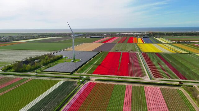 Aerial drone view of wind turbines and solar panels generating clean, renewable energy, with vibrant tulip fields visible in the background.