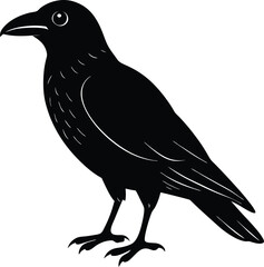 crow on white background