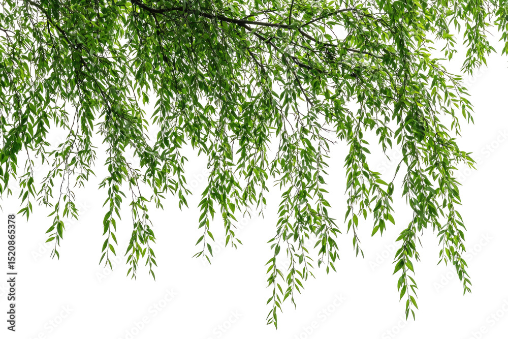 Poster weeping branch with lush green leaves, isolated on transparent background background removed