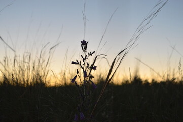 plant in the evening 
