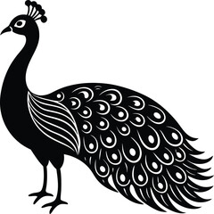 peacock vector illustration